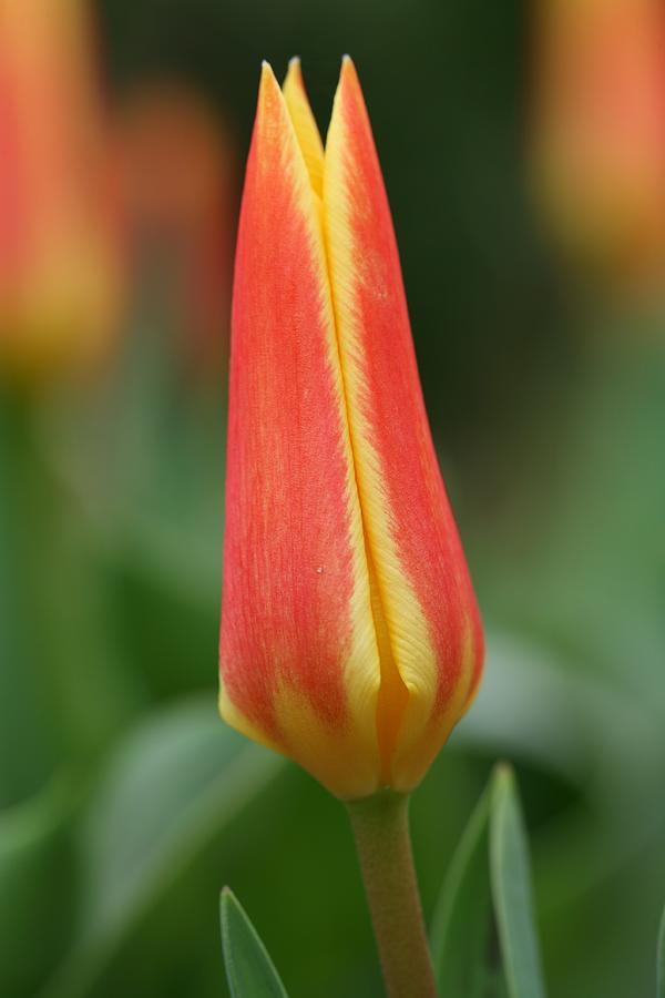 Tulip Photograph - Tulip by Mark Severn