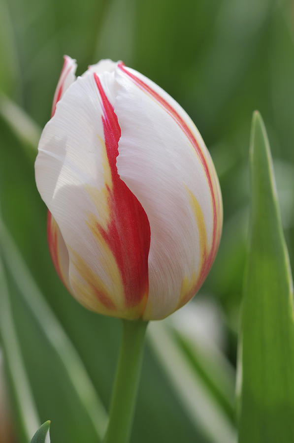 Tulip Photograph by Matthias Hauser