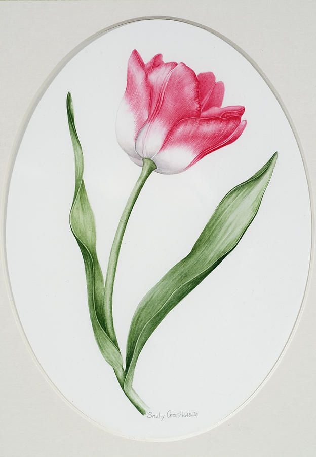 Flower Painting - Tulip Meissner Porzellan Singe by Sally Crosthwaite