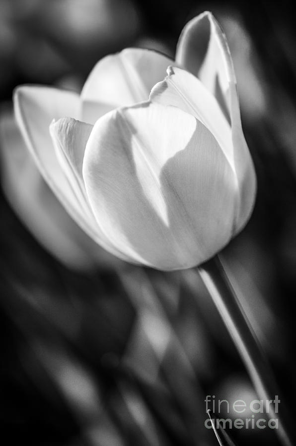 Tulip Photograph by Michael Arend