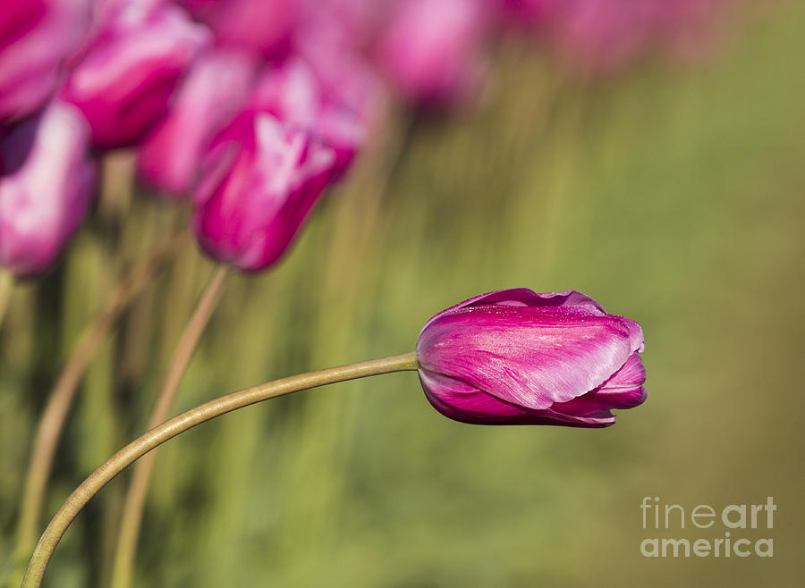 Tulip Motion Photograph by Sonya Lang