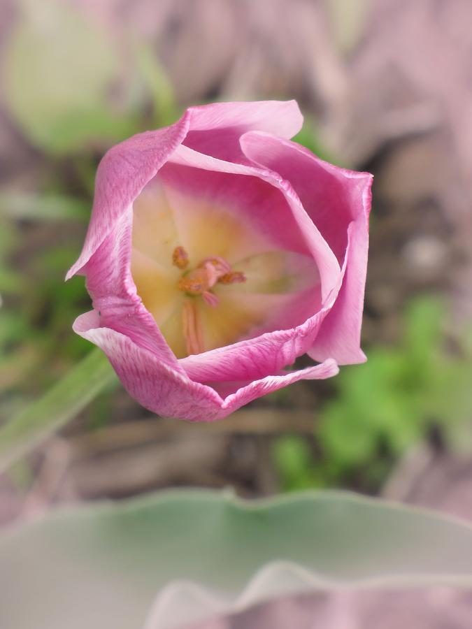 Tulip Photograph by MTBobbins Photography