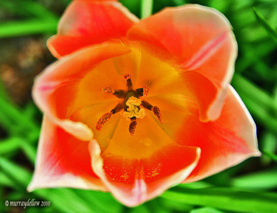 Tulip Digital Art by Murray Dellow - Fine Art America