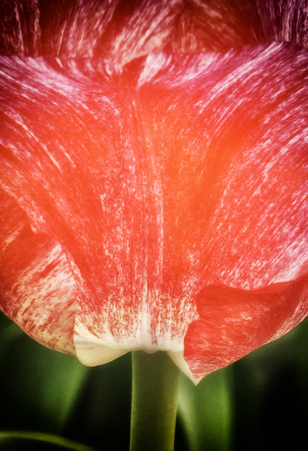 Tulip No3 Photograph by James Bethanis