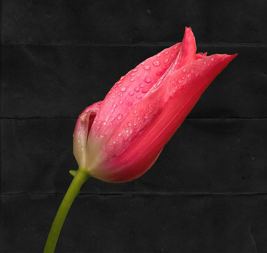 Tulip on Black Background Photograph by Peggy Blackwell