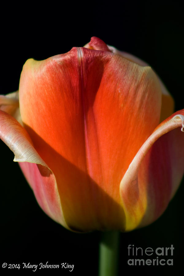 Flower Photograph - Tulip on Black by Mary C Johnson