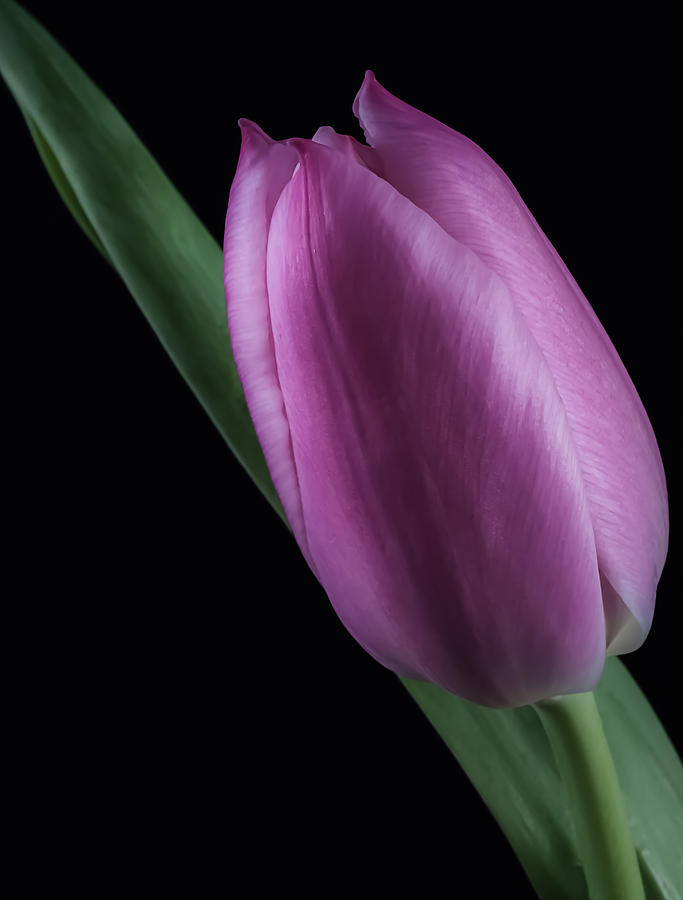 Tulip on Black Photograph by Shirley Radabaugh