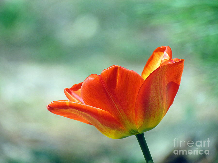 Tulip on Green Photograph by Lili Feinstein