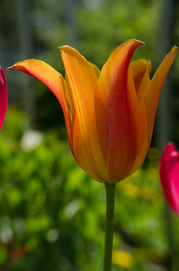 Tulip on the green background Photograph by Michael Goyberg