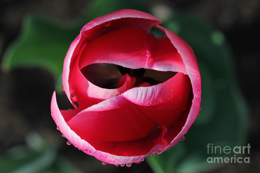 Tulip Photograph - Tulip opens by Jim Gillen