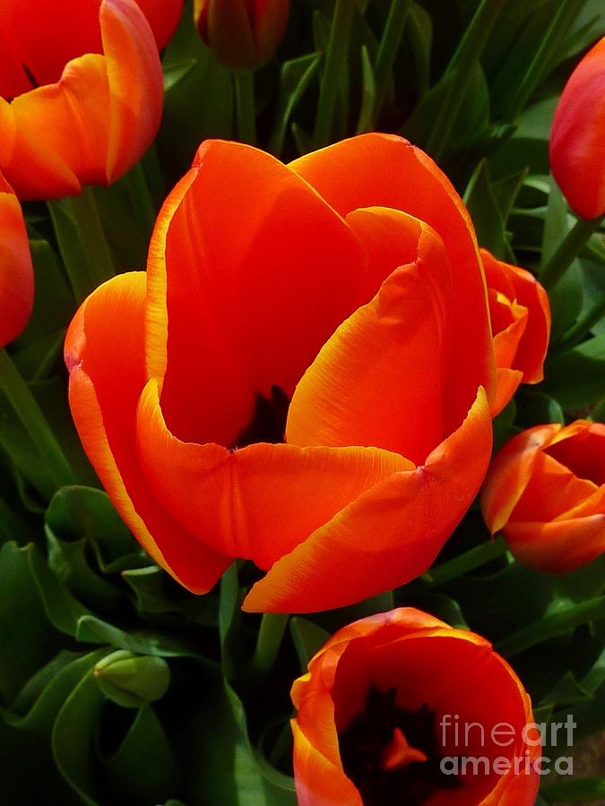 Tulip Orange Flower Photograph by Susan Garren
