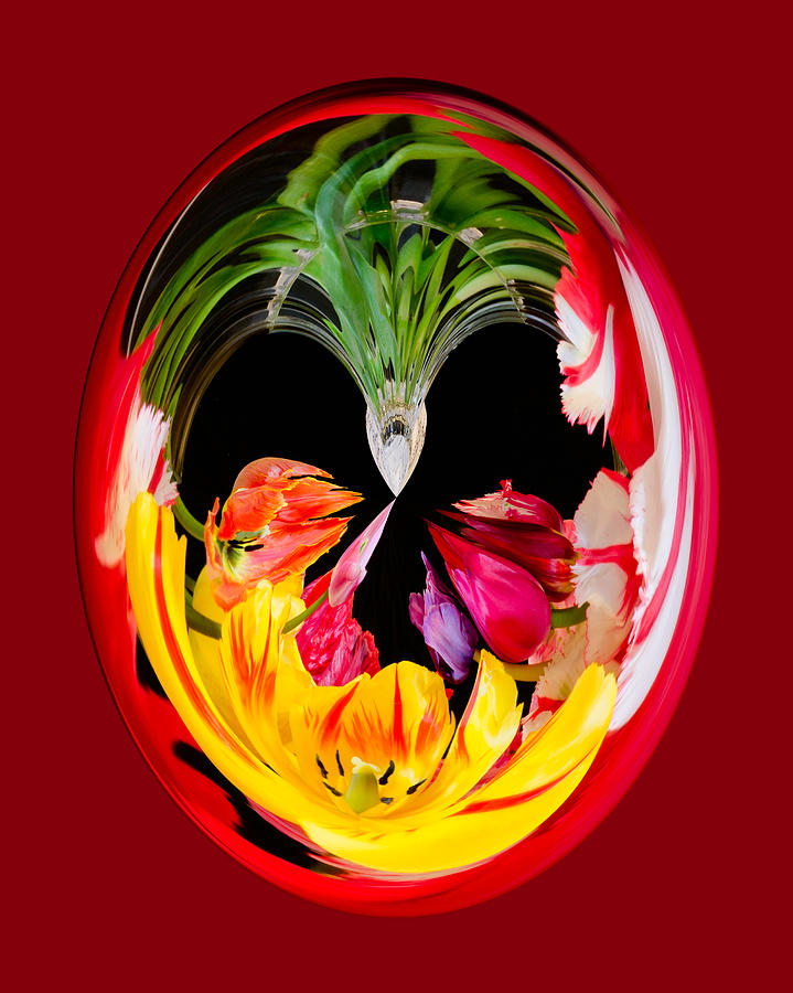 Red Tulip Orb Photograph by Georgette Grossman