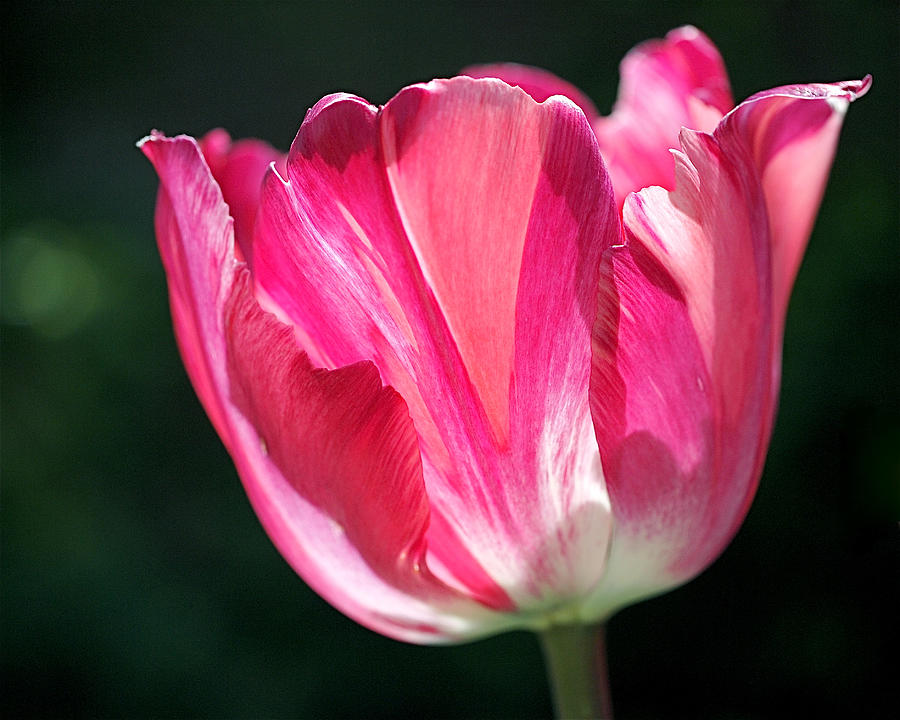 Tulip Painted in Shades of Pink Photograph by Rona Black