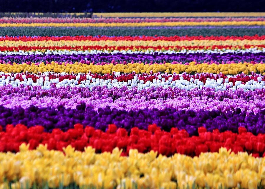 Tulip Palette Photograph by Benjamin Yeager