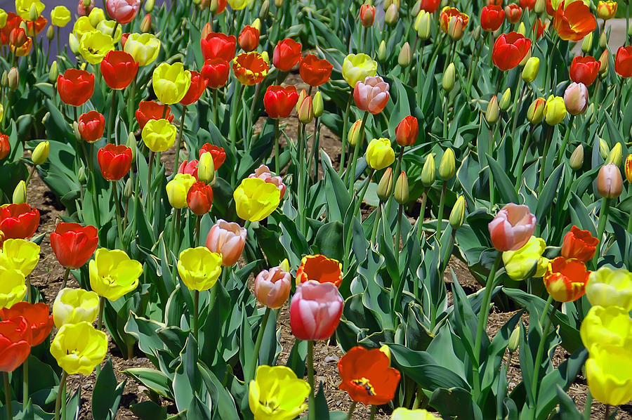 Tulip Patch Photograph by Aimee L Maher ALM GALLERY