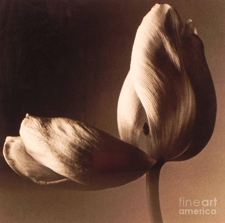 Tulip Photograph by Patricia Tierney