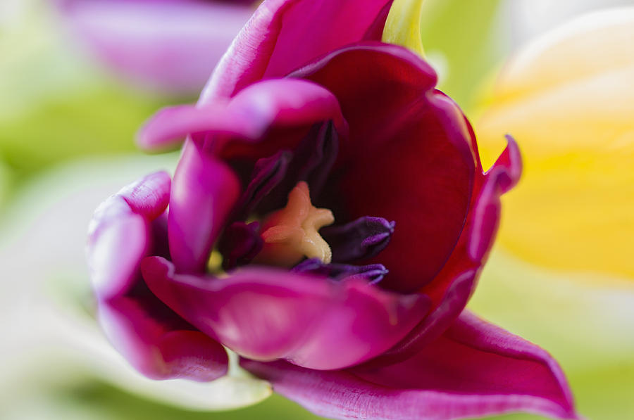 Tulip Photograph by Paulo Goncalves
