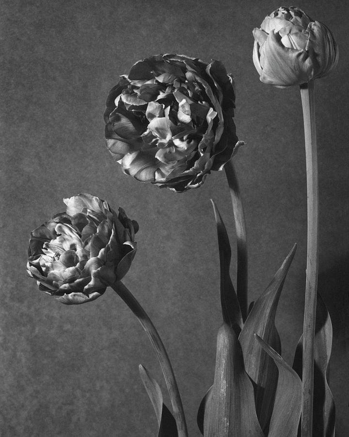 Tulip Pensee Roses Photograph by Walter Beebe Wilder