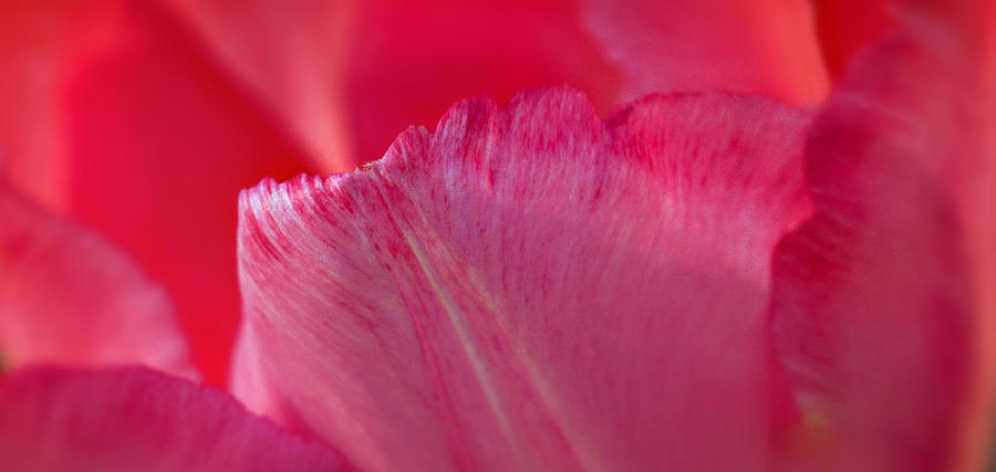 Tulip Petal Curl Photograph by Mary Jo Allen