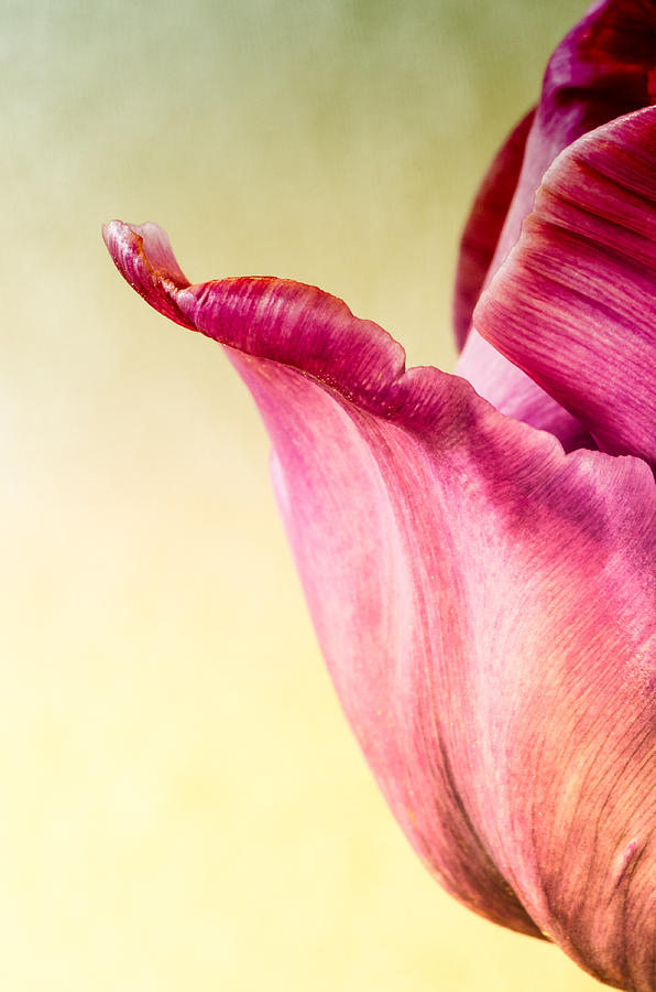 Tulip Petal Photograph by Georgette Grossman