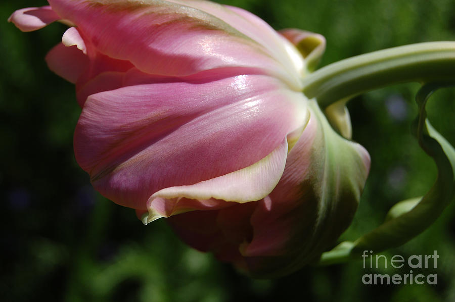 Nature Photograph - Tulip Petals by jrr by First Star Art
