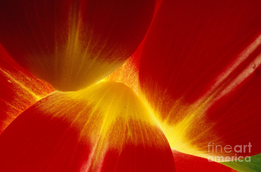 Tulip Petals Photograph by Charlotte Raymond