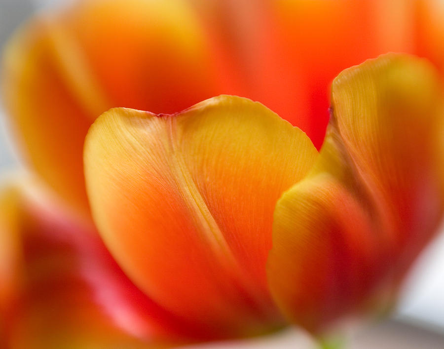 Tulip Petals Photograph by David and Carol Kelly