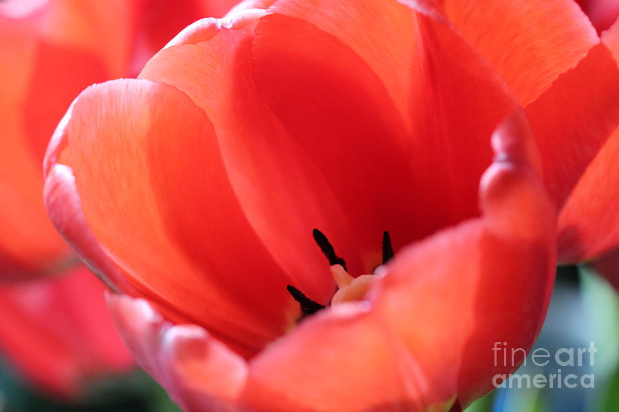 Tulip Petals Photograph by Donna L Munro