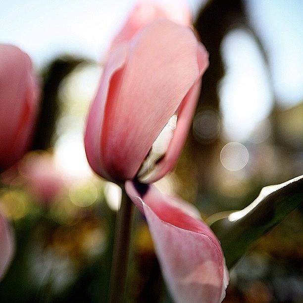 Nature Photograph - Tulip Petals by Cristi Bastian