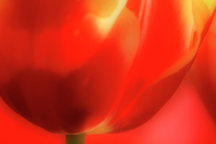 Tulip Petals Photograph by Maria Mosolova/science Photo Library | Fine ...
