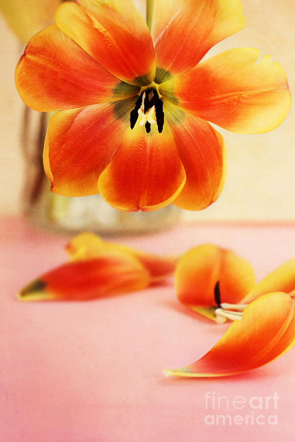 Tulip Petals Photograph by Stephanie Frey