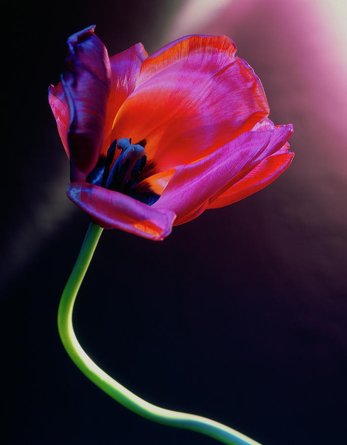 Tulip Photograph by Phil Jude/science Photo Library