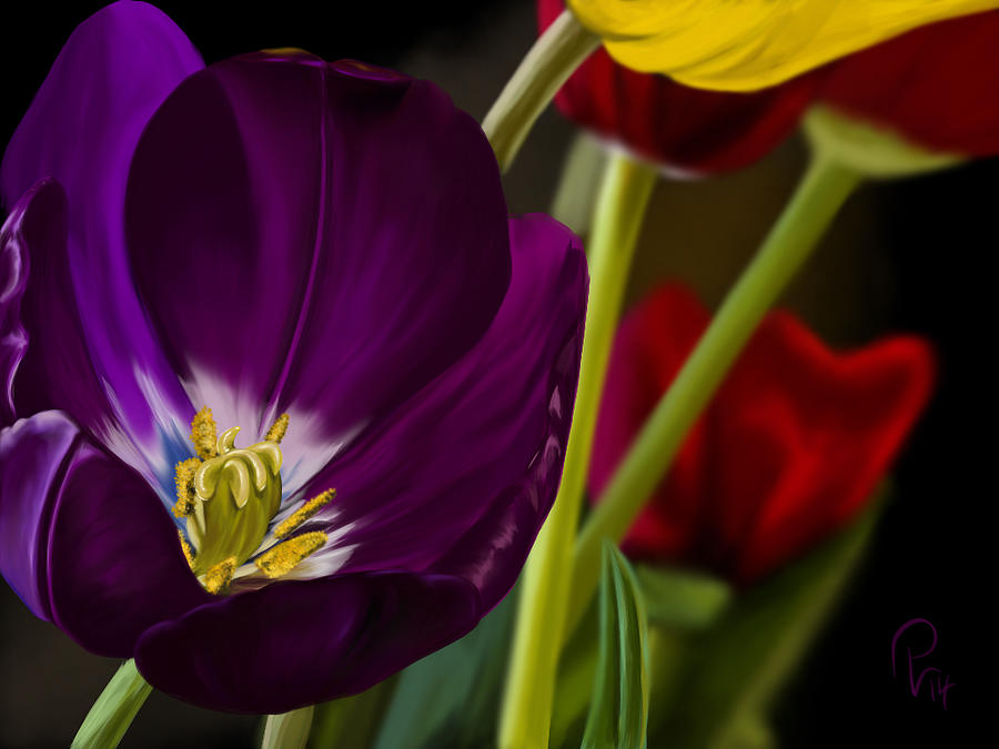 Tulip Digital Art by Pia Langfeld | Fine Art America