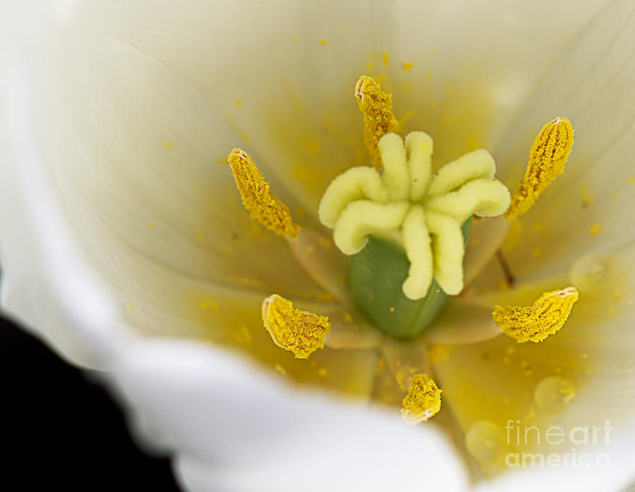 Tulip Pollen Photograph