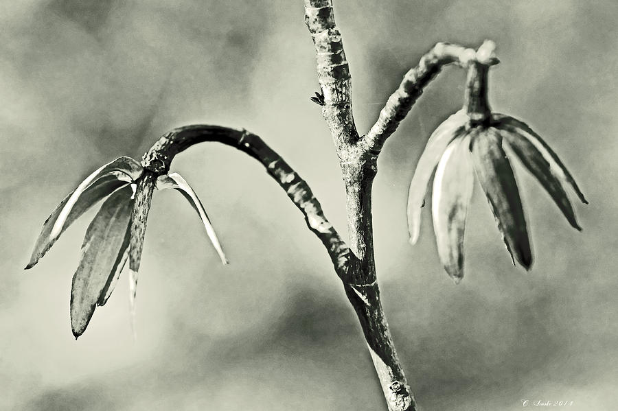 Tulip Poplar Empty Seed Heads - Black and White Photograph by Carol Senske