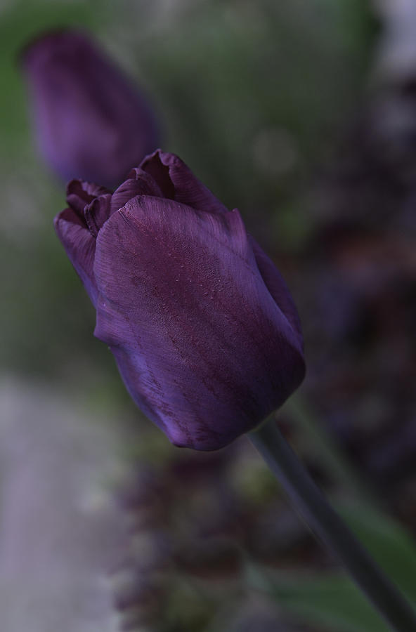 tulip-purple-Mcr2 Photograph by Rae Ann  M Garrett