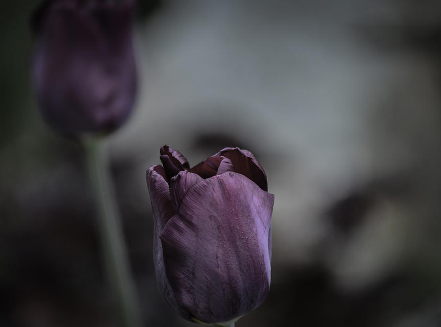 Tulip-purple2-2 Photograph by Rae Ann  M Garrett