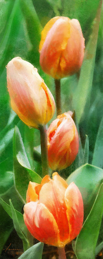 Tulip Quartet Digital Art by Frances Miller