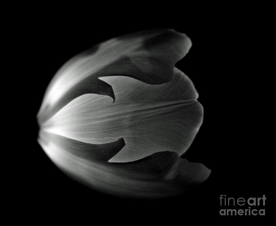 Black And White Photograph - Tulip by Rebecca Cozart