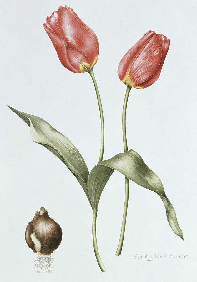 Tulip Red Darwin Painting by Sally Crosthwaite