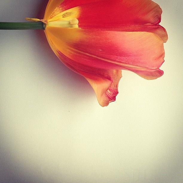 Nature Photograph - #tulip #red #yellow White #minimal by Jenny Coale