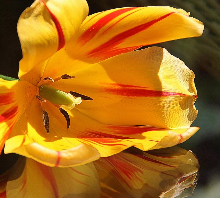 Flower Photograph - Tulip Reflections by Andrea Lazar