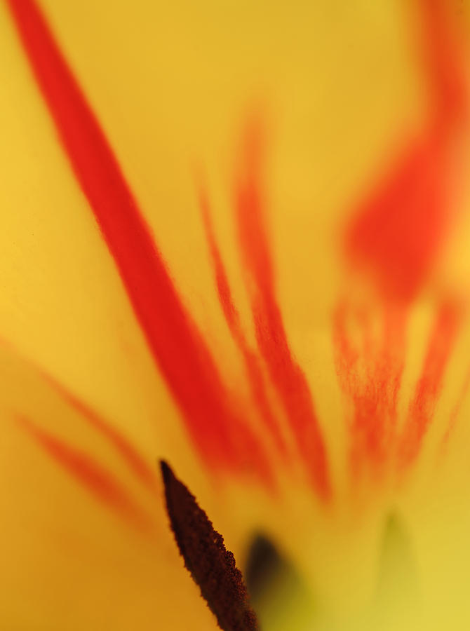 Tulip Photograph by Robert Mitchell