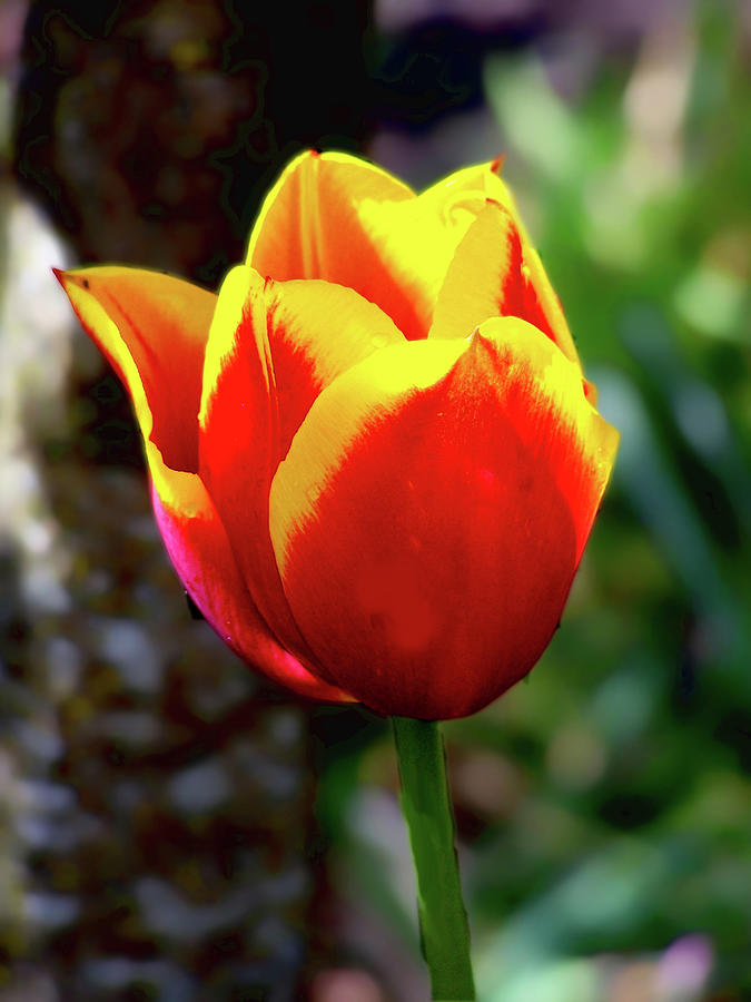 Tulip Photograph by Ron Roberts