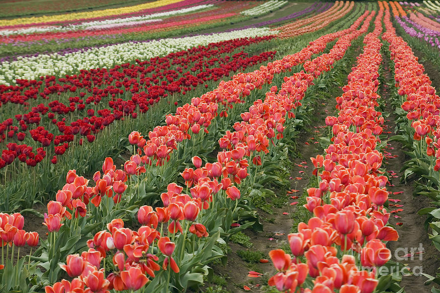 Tulip Rows Photograph by Sean Bagshaw
