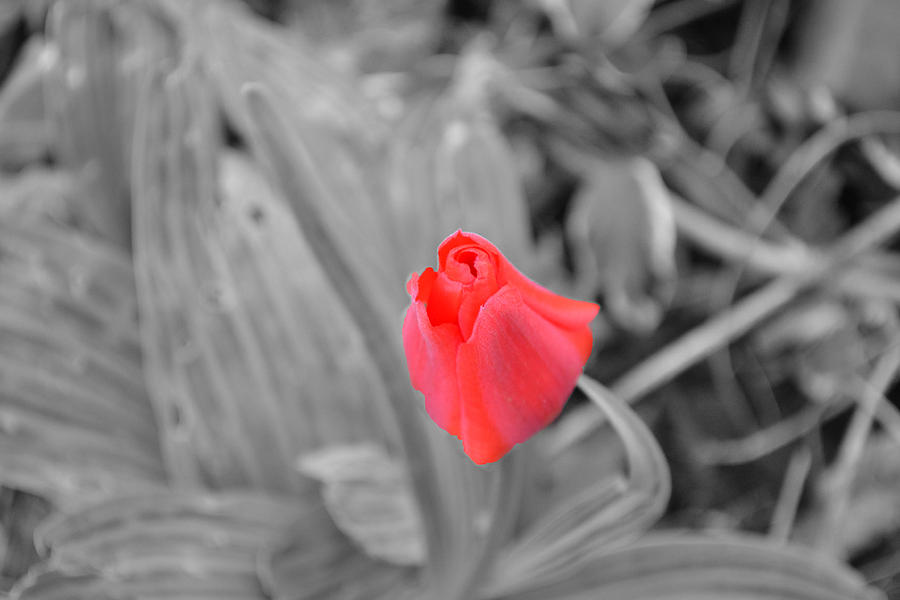 Flower Photograph - Tulip by Ryan Wilde