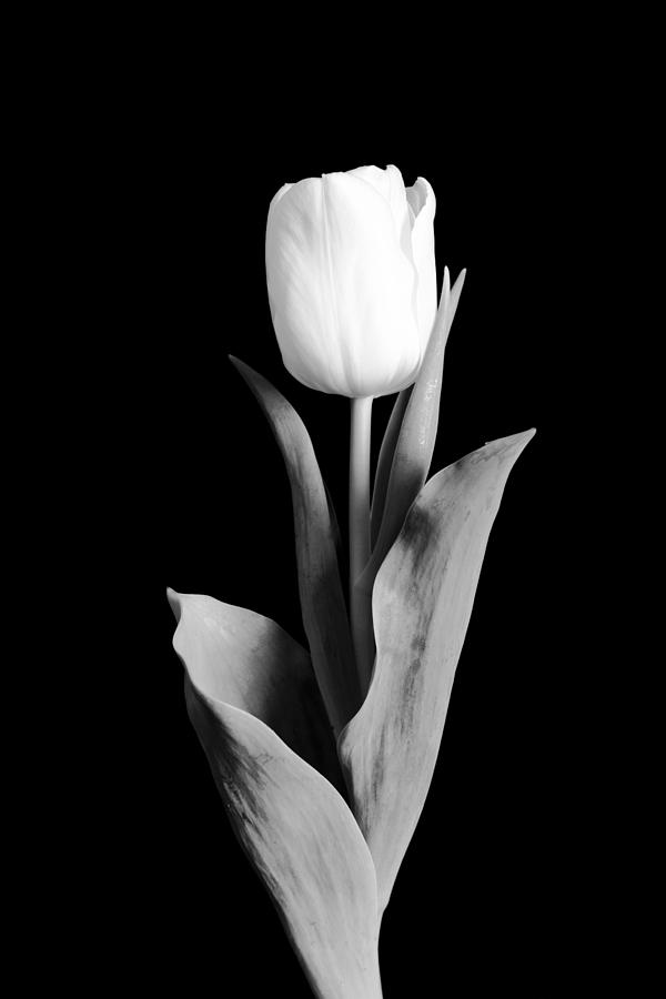 Tulip Photograph by Sebastian Musial