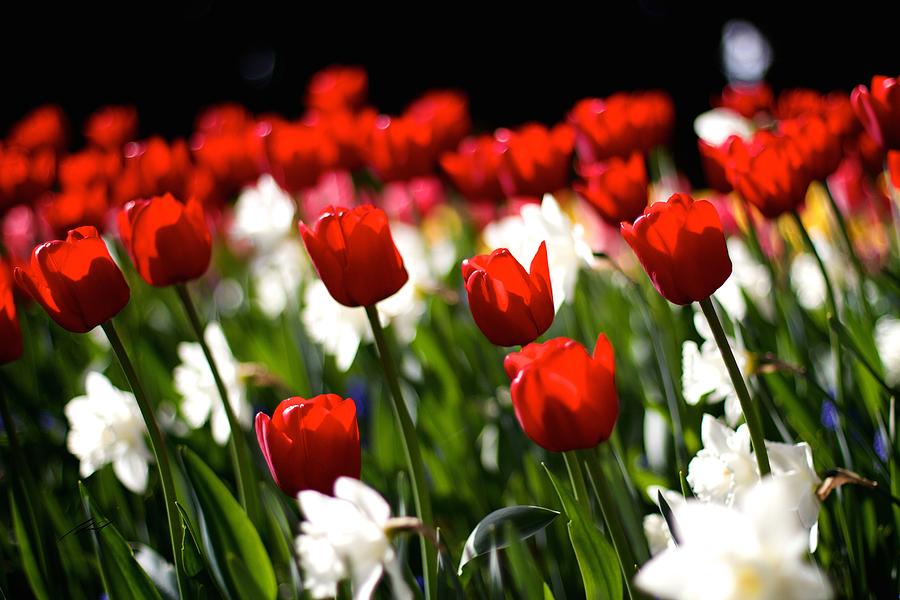 Tulip Seven Photograph by Edward Pride - Fine Art America