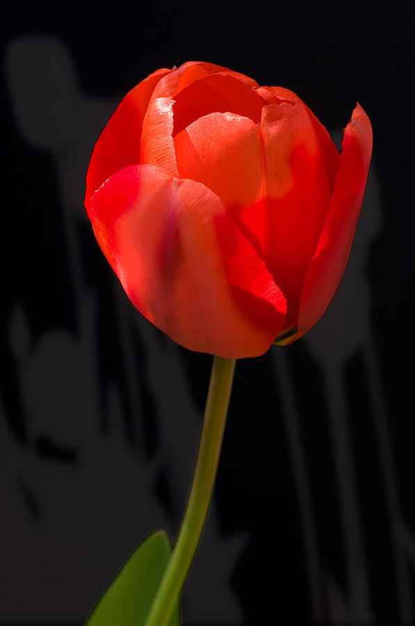 Tulip Shadows Photograph by Mark Llewellyn