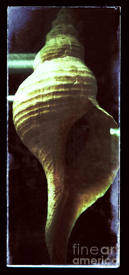 Tulip Shell Photograph by Patricia Januszkiewicz